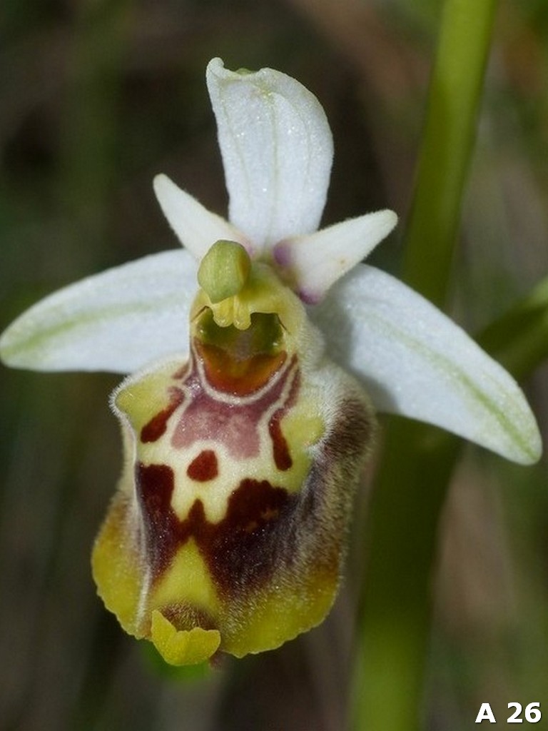 Ophrys dinarica (=Ophrys personata)  in Abruzzo